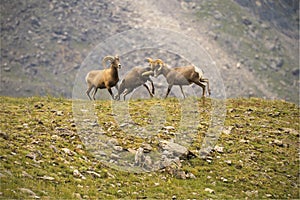 Young Bighorn Sheep butting heads on a mountainside in Colorado photo