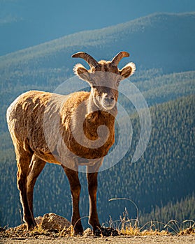 Young Bighorn Sheep in Colorado Mountains