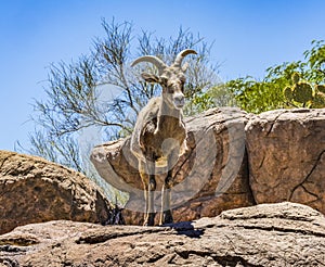 Young Bighorn Sheep Sonora Desert Museum Tucson Arizona