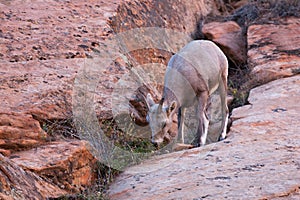 Young Bighorn Sheep in Zion