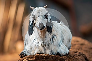 A young billy goat relaxes