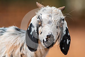 A young billy goat relaxes