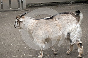 A young billy goat