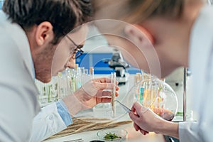 Biologists with wheat ear in lab photo