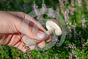 A young birch bolet, Leccinum scabrum mushroom, is held in hand