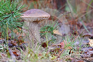 Young birch bolete Leccinum scabrum mushroom, known as the rough-stemmed bolete, or scaber stalk close up picture in the summer