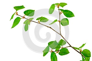 Young birch branches