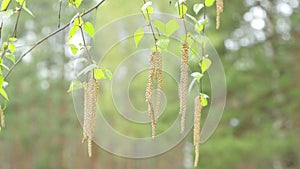 Young birch buds hang and sway in the wind.