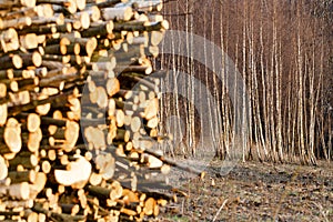 Young birch forest cut down in Polish mountains focus on trees