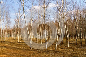 Young birch forest landscape in spring