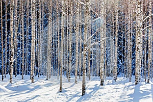 Young birch forest in winter on a sunny day