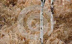 Young birch has a beautiful white trunk with peel bark translucent like parchment paper. in a dry background of ornamental grass