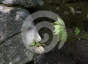 Young Birch Leaves