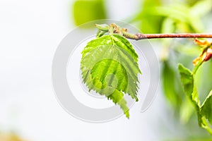 Young birch leaves. Macro photo