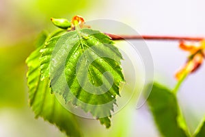 Young birch leaves. Macro photo