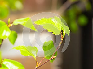 Young birch leaves. Macro photo