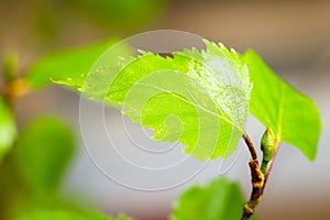 Young birch leaves. Macro photo