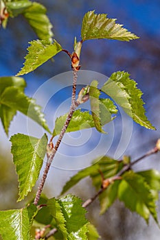 Young birch leaves. Spring