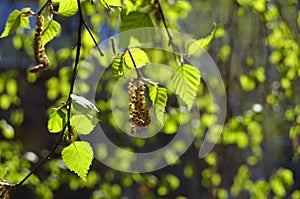 Young birch leaves in spring