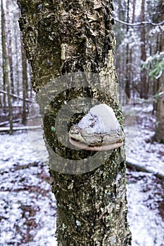 Young birch polypore grow on dead birch at winter