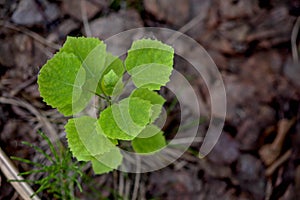 Young birch sprout close-up, forest planting, tree conservation
