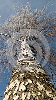 young birch tree on a frosty winter day