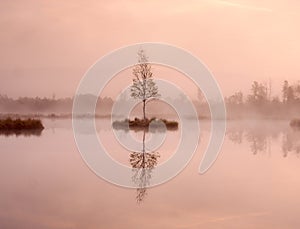 Young birch tree on island in middle of swamp lake. Purple morning with peaceful water