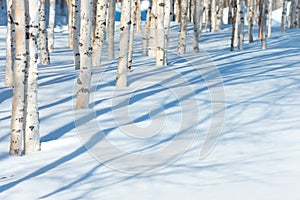 Young birch trees in the park