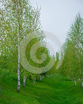 Young birch trees on the slopes of the hill