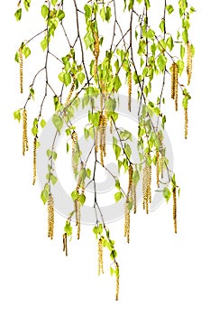 Young birch twigs with catkins on a white background.