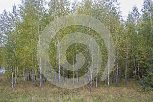 Young birches on a glade