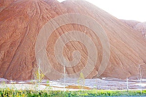 Young birches grow at the foot of a brown mountain made of clay and industrial waste.