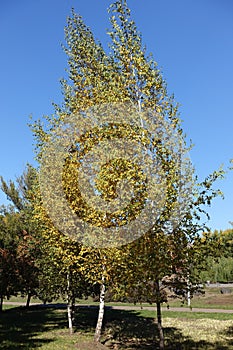 Young birches with yellow leaves