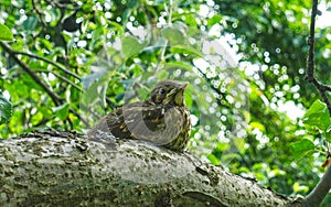 A young bird the blackbird sits on a tree