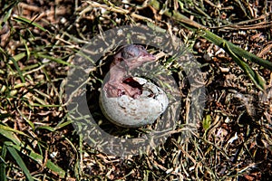 young bird breaks the eggshell