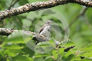 Young bird of brown flycatcher