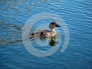 Young bird Canvasback duck on a blue water