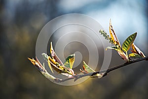A young bird cherry branch in the contoured light of the sun with a beautiful blurred bokeh background