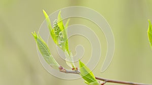 Young bird cherry tree bud, prunus padus in spring. Hackberry tree branch. Close up.