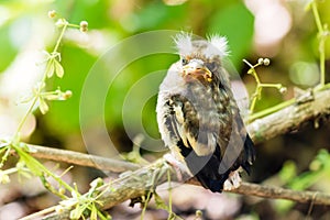 Young bird of the cuckoo