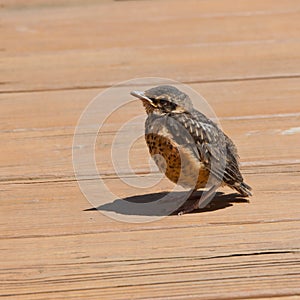 Young bird on deck