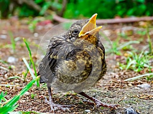 Young bird fallen calling for the parents