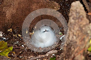 Young Bird on the floor nest photo