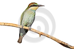 Young bird with green plumage isolated on white