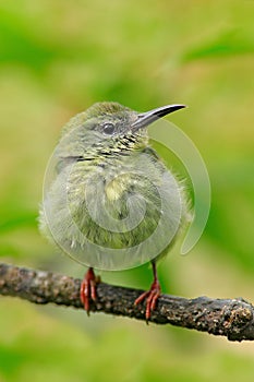 Young bird in nature habitat. Lost lonely fledgling sitting on branch. Red-legged Honeycreeper, Cyanerpes cyaneus, exotic tropic b