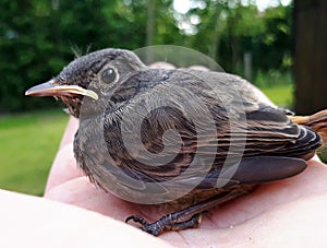 Young bird Phoenicurus ochruros in hand photo