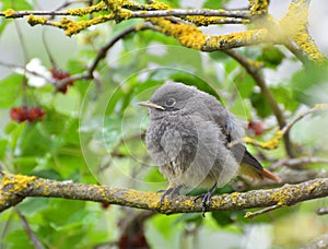 A young bird Phoenicurus ochruros sits on a branch