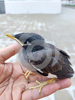 A young bird Starling perched on my hand