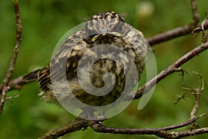 Young bird Thrush with a displeased look sits on a branch