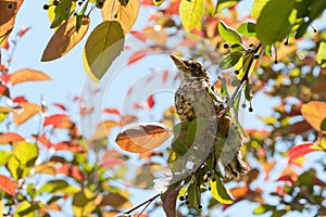 Young bird on a tree